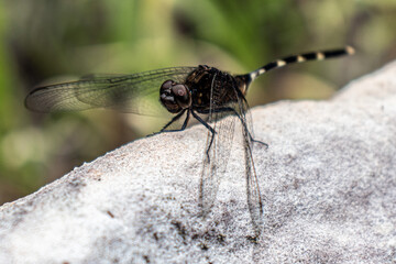 close up of a dragonfly