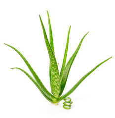 Fototapeta premium Green fresh aloe vera, Plant aloe vera isolated on white background.
