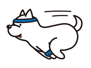 走っている柴犬