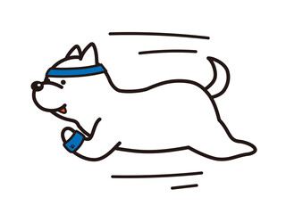 走っている柴犬