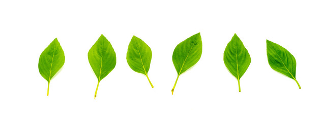 Basil leaves isolated on white background. Green ocimum basilicum Linn leaf.