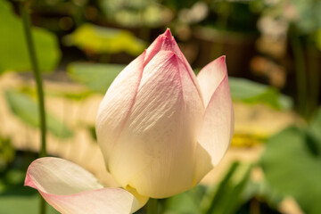 Fototapeta premium 庭園にて咲く蓮