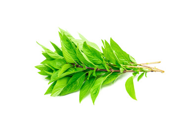 Basil leaves isolated on white background. Green ocimum basilicum Linn leaf.