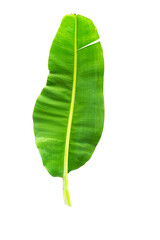 Large leaf banana isolated on white background