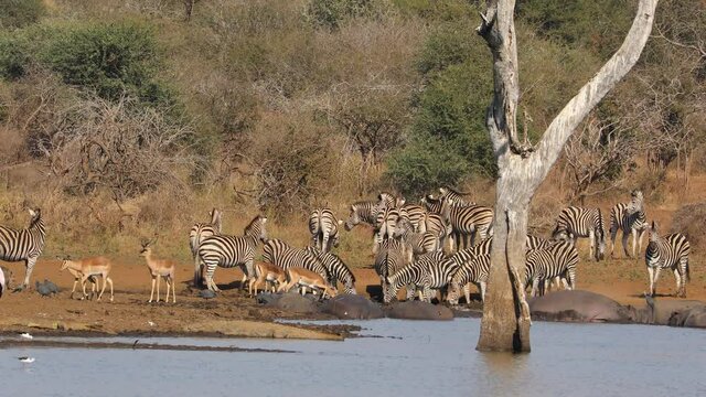 Plains zebras and impala antelopes at a natural dam with basking hippos and nile crocodiles, Kruger National Park, South Africa