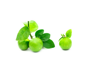 fresh lime. Green leaf lime isolated on white background.