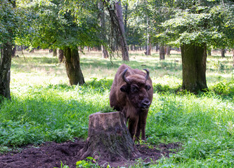 large brown Central Russian bison in the forest in natural conditions in summer