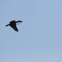 bird in flight