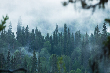 Misty and mystical summer morning in the coniferous taiga forest in Oulanka National Park near Kuusamo, Northern Finland. 