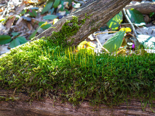 moss on a tree