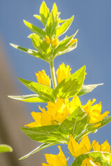 Fototapeta na wymiar yellow flowers on the water