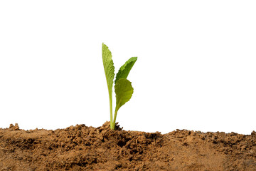 close-up lettuce seed in soil on white background