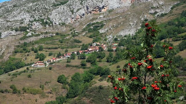 Pueblo en ladera de monta&ntilde;a rocosa y &aacute;rbol serbal con frutos rojos en primer t&eacute;rmino, La Villa de Sub, Asturias 