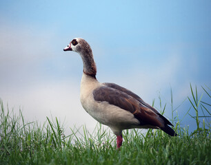 A single Egyptian goose with buff, brown, dark orange, and black feathers is standing in green grass looking out towards a blue gray sky with a thoughtful expression.