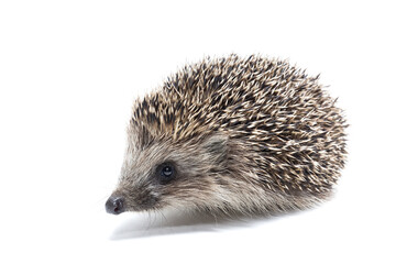 Hedgehog isolate on white background..