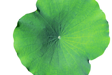 Big lotus leaf, White lotus leaf on a white background.