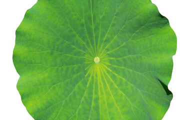 Big lotus leaf, White lotus leaf on a white background.