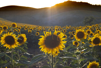 Sunflower blooming with natural background. Sunflower field 