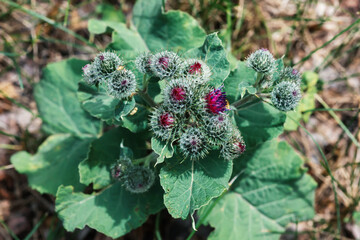 Flowers and leaves on a large burdock bush