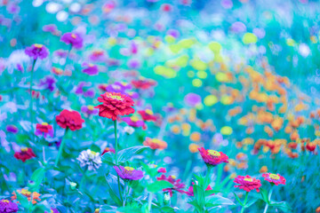 Naklejka premium Pink and red garden flowers on a blurred scenic background.