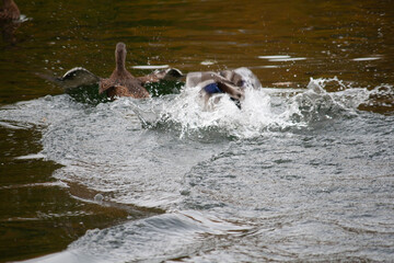 Obraz premium ducks swimming in the lake