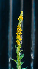 Mullein plant with flowers and leaves on blurred background