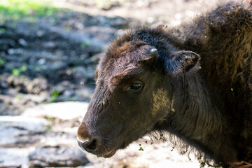 large brown Central Russian bison in the forest in natural conditions in summer © константин константи