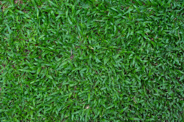 Carpet Grass natural on background
