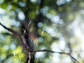 Spider web in the forest on a colorful background with copy space.