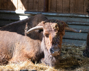 Fototapeta premium large brown Central Russian bison in the forest in natural conditions in summer