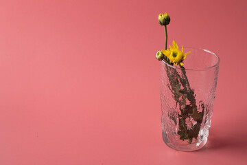 Flowers in a glass vase on the pink background