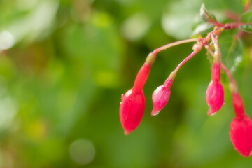 close up of Fuchsia flowering plants that consists mostly of shrubs or small trees on bokeh background.