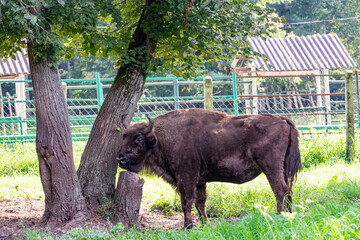large brown Central Russian bison in the forest in natural conditions in summer