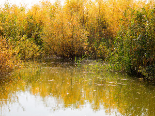 Fototapeta premium Autumn water landscape. Beautiful autumn view of the lake overgrown with willows and reeds.