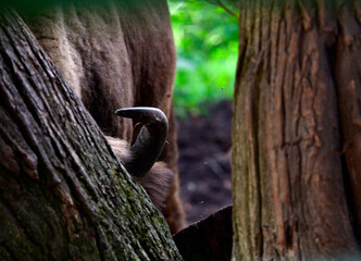 large brown Central Russian bison in the forest in natural conditions in summer