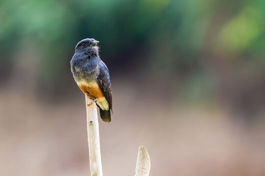 Swallow-winged Puffbird of Pacaya-Samiria