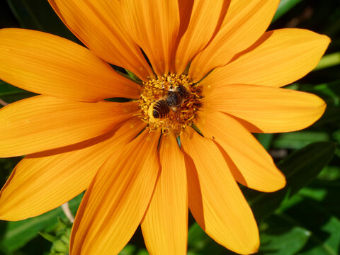 Abeille d&eacute;coupeuse de feuilles (Megachile frigida), butinant sur une fleur de coreopsis r&eacute;coltant du pollen sous son abdomen relev&eacute; et jauni 