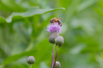 Honey Bee on flower collecting pollen and nectar