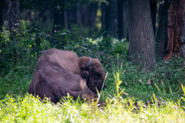 large brown Central Russian bison in the forest in natural conditions in summer