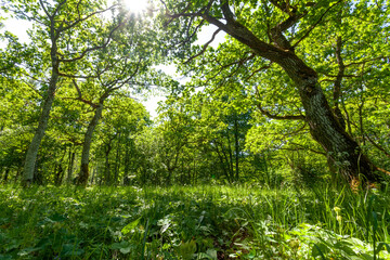 Beautiful lush and green wooded meadow during summer in Estonian countryside, Northern Europe. 