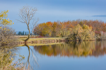 Autumn forest landscape reflection on the waters of small lake at sunset lights of sun. A lone tree with no foliage bent over the water