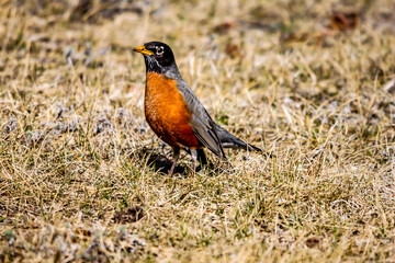 American robin roarms his territory. Little Bow Provincial Park, Alberta, canada