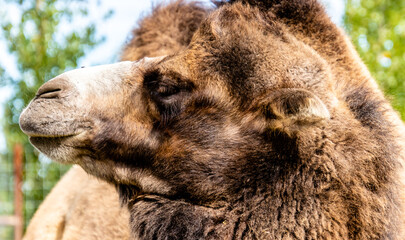 Bactrian camel in portrait. Discovery Wildlife Park, Innisfil, Alberta, Canada