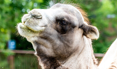 Bactrian camel grabbing breakfast. Calgary Zoo, Calgary, Alberta, Canada