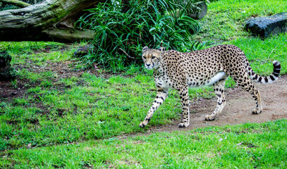 Cheetha on the prowl. Auckland Zoo, Auckland, New Zealand © David
