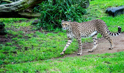 Cheetha on the prowl. Auckland Zoo, Auckland, New Zealand