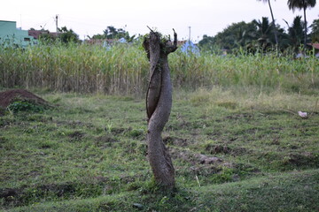 twisted trunk of a tree in the field