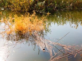 Autumn water landscape. Beautiful autumn view of the lake overgrown with willows and reeds.