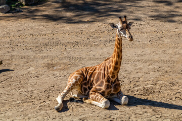Obraz na płótnie Canvas Juvenile giraffe sitting on the ground. Auckland Zoo, Auckland, New Zealand