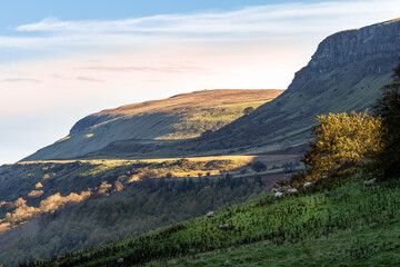 Fototapeta premium Sunrise in valley of Glenariff Forest Park with sunlight patches and mist in the woods. Grazing sheep on the pasture, Count Antrim, Northern Ireland